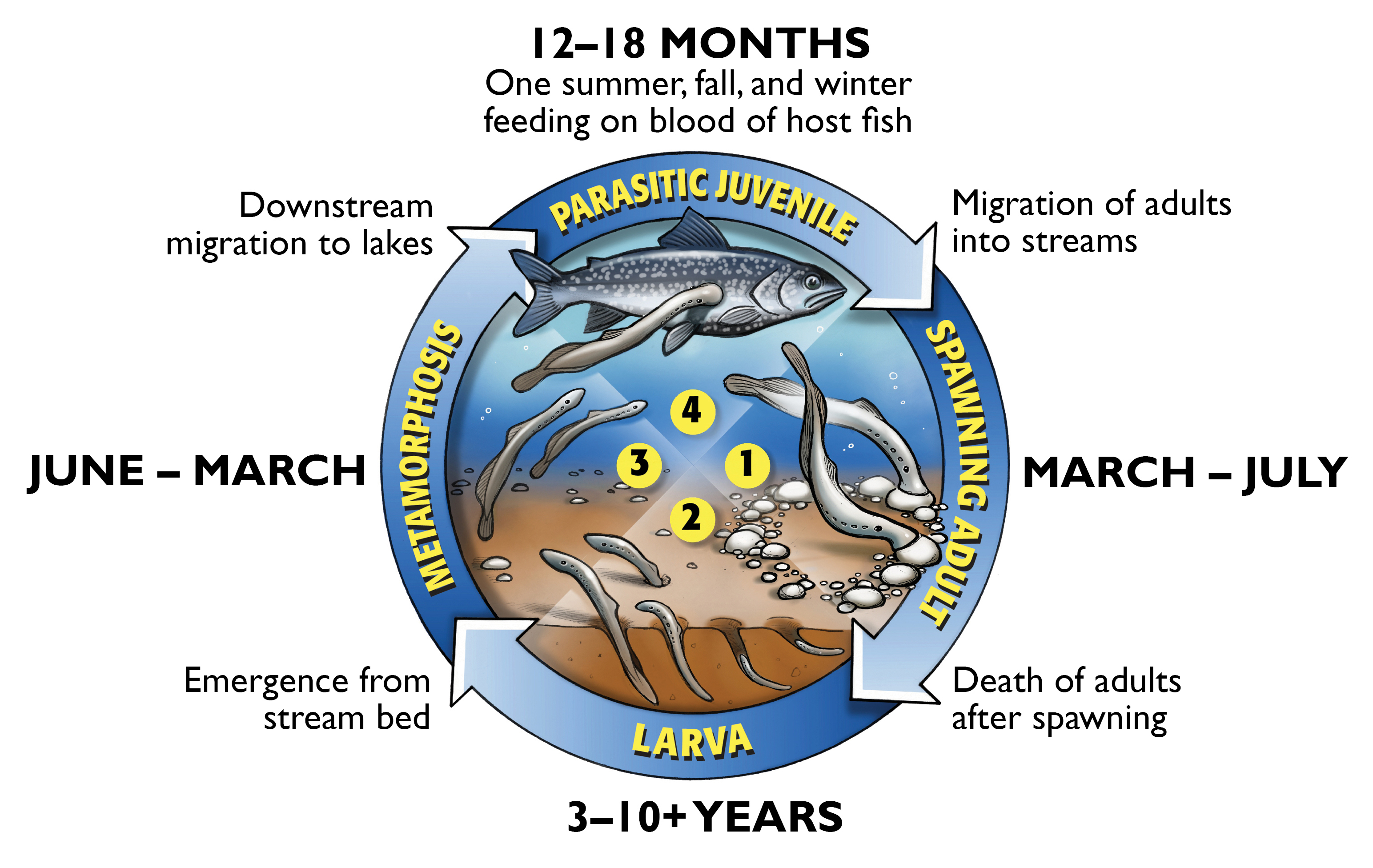 Sea lamprey lifecycle graphic